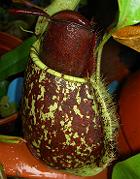 Nepenthes x hookeriana var. spotted & ampullaria 'harlequin'